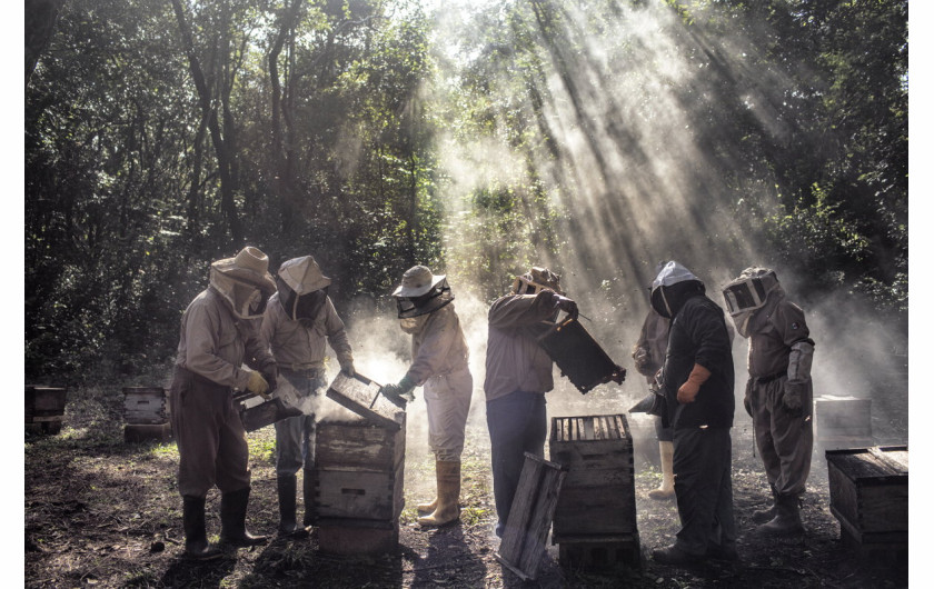 fot. Nadia Shira Cohen, God’s Honey, 2. miejsce w kategorii Environment.

Chrześcijańscy farmerzy uprawiający soję w na półwyspie Jukatan mają rzekomo zgubny wpływ na lokalną hodowlę pszczół prowadzoną przez Majów. Aktywiści i producenci miodu twierdzą, że wprowadzenie genetycznie zmodyfikowanej soi i użycie pestycydów negatywnie wpływa na zdrowie, zanieczyszcza uprawy i zmniejsza wartość miodu, zagrażając utrat odebranie mu statusu Bio. Uprawa soi prowadzi także do wylesiania terenu i wyjałowienia gruntu.

