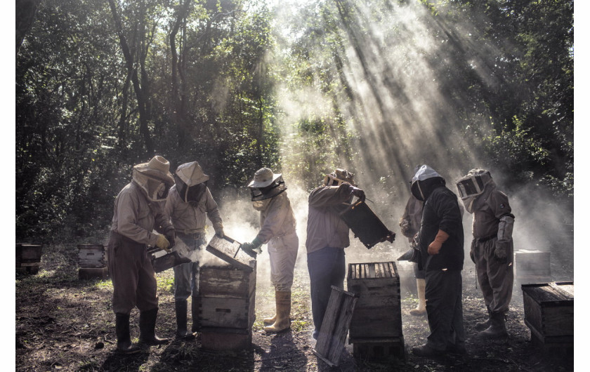 fot. Nadia Shira Cohen, God’s Honey, 2. miejsce w kategorii Environment.

Chrześcijańscy farmerzy uprawiający soję w na półwyspie Jukatan mają rzekomo zgubny wpływ na lokalną hodowlę pszczół prowadzoną przez Majów. Aktywiści i producenci miodu twierdzą, że wprowadzenie genetycznie zmodyfikowanej soi i użycie pestycydów negatywnie wpływa na zdrowie, zanieczyszcza uprawy i zmniejsza wartość miodu, zagrażając utrat odebranie mu statusu Bio. Uprawa soi prowadzi także do wylesiania terenu i wyjałowienia gruntu.

