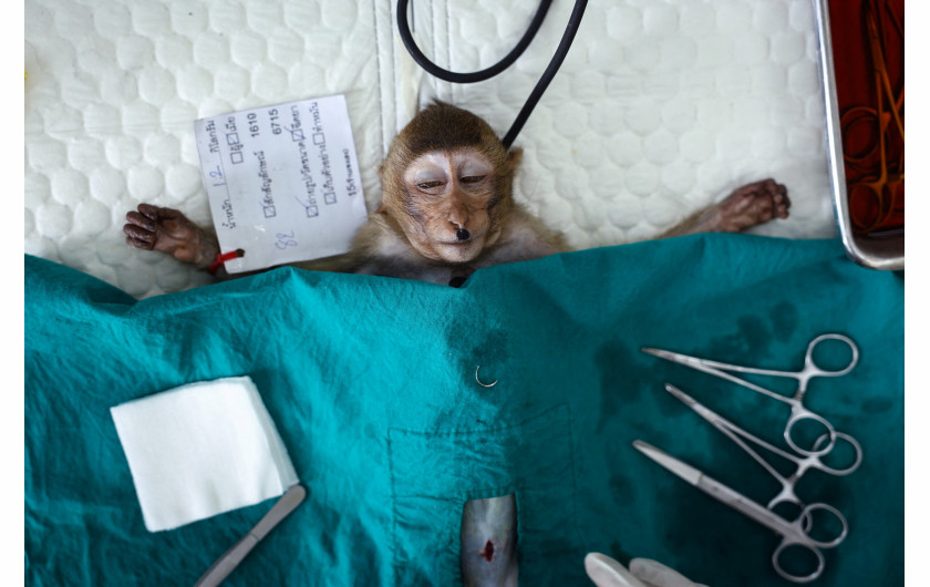 Z cyklu: No More Monkey Mania in Thai Town
fot. Chalinee Thirasupa / Reuters / World Press Photo 2025



Makaki, uważane za symbol szczęścia, są nieodłączną częścią tożsamości „Małpiego Miasta” – Lopburi, położonego na północ od Bangkoku w Tajlandii. Turyści chętnie odwiedzali to miejsce, karmiąc małpy owocami. Do 2020 roku populacja makaków wzrosła do 3121 osobników. Jednak wraz z nadejściem pandemii COVID-19 i zniknięciem turystów, sytuacja uległa zmianie – wygłodniałe zwierzęta zaczęły zachowywać się coraz agresywniej, atakując mieszkańców, kradnąc jedzenie i wdając się w bójki. Próby odstraszania małp za pomocą procy okazały się nieskuteczne, dlatego w kwietniu 2024 roku władze rozpoczęły program sterylizacji, by przywrócić równowagę w mieście.