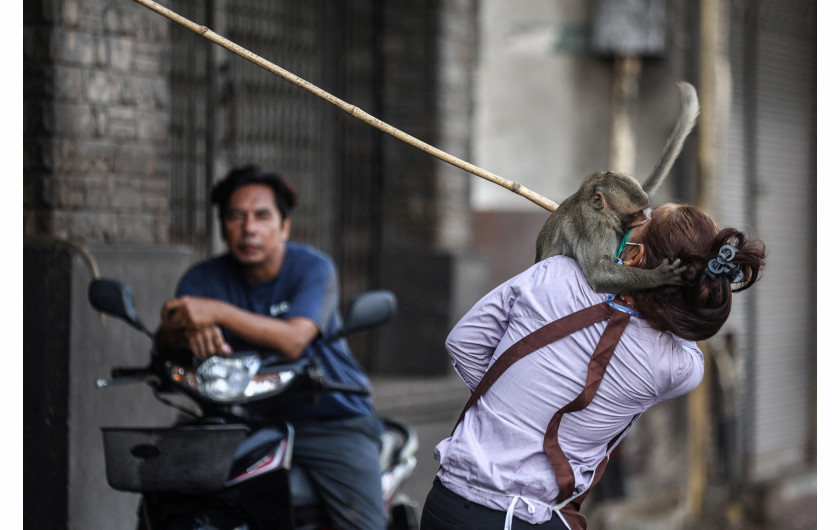 Z cyklu: No More Monkey Mania in Thai Town
fot. Chalinee Thirasupa / Reuters / World Press Photo 2025



Makaki, uważane za symbol szczęścia, są nieodłączną częścią tożsamości „Małpiego Miasta” – Lopburi, położonego na północ od Bangkoku w Tajlandii. Turyści chętnie odwiedzali to miejsce, karmiąc małpy owocami. Do 2020 roku populacja makaków wzrosła do 3121 osobników. Jednak wraz z nadejściem pandemii COVID-19 i zniknięciem turystów, sytuacja uległa zmianie – wygłodniałe zwierzęta zaczęły zachowywać się coraz agresywniej, atakując mieszkańców, kradnąc jedzenie i wdając się w bójki. Próby odstraszania małp za pomocą procy okazały się nieskuteczne, dlatego w kwietniu 2024 roku władze rozpoczęły program sterylizacji, by przywrócić równowagę w mieście.