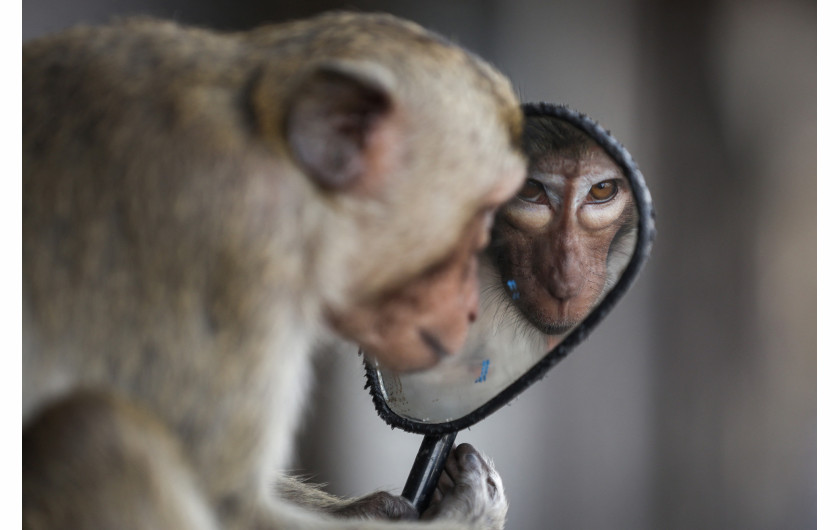 Z cyklu: No More Monkey Mania in Thai Town
fot. Chalinee Thirasupa / Reuters / World Press Photo 2025



Makaki, uważane za symbol szczęścia, są nieodłączną częścią tożsamości „Małpiego Miasta” – Lopburi, położonego na północ od Bangkoku w Tajlandii. Turyści chętnie odwiedzali to miejsce, karmiąc małpy owocami. Do 2020 roku populacja makaków wzrosła do 3121 osobników. Jednak wraz z nadejściem pandemii COVID-19 i zniknięciem turystów, sytuacja uległa zmianie – wygłodniałe zwierzęta zaczęły zachowywać się coraz agresywniej, atakując mieszkańców, kradnąc jedzenie i wdając się w bójki. Próby odstraszania małp za pomocą procy okazały się nieskuteczne, dlatego w kwietniu 2024 roku władze rozpoczęły program sterylizacji, by przywrócić równowagę w mieście.