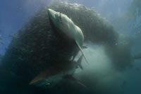 Wildlife Photographer of The Year 2004 - konkurs rozstrzygnięty
