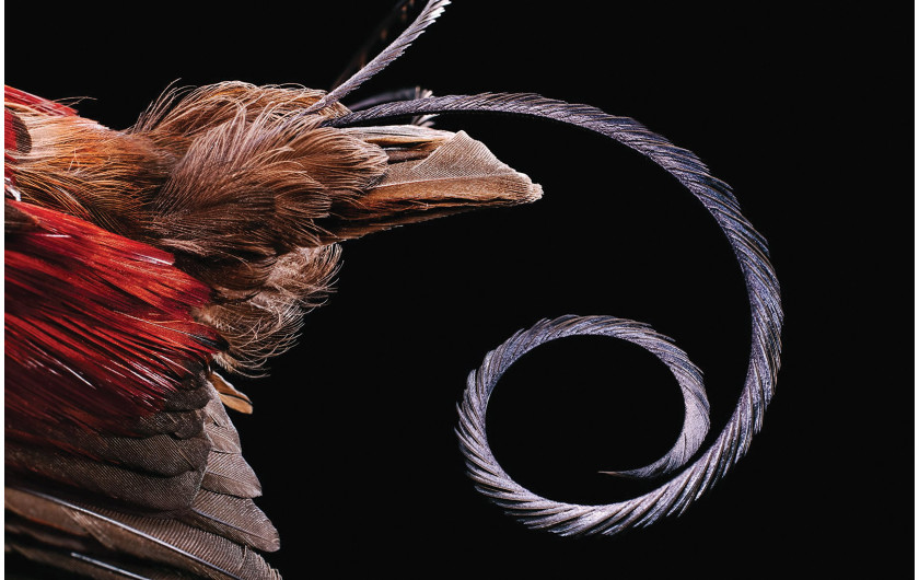 fot. Robert Clark, z książki Feathers: Displays of Brilliant Plumage