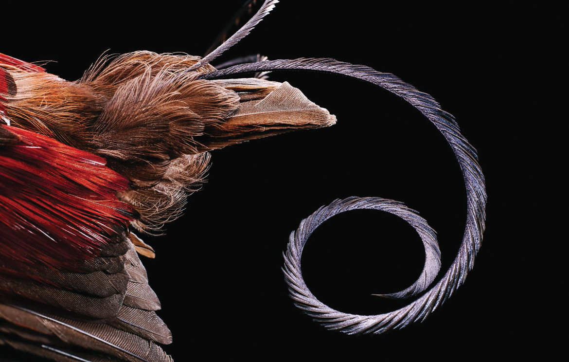 fot. Robert Clark, z książki "Feathers: Displays of Brilliant Plumage"