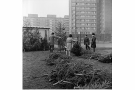 unkt sprzedaży choinek. W tle blok mieszkalny przy ul. Śliskiej 8 i za nim blok pod adresem ul. Śliska 8 / ul. Pańska 7 - widok od strony ul. Marchlewskiego, Warszawa, 1972 / Narodowe Archiwum Cyfrowe