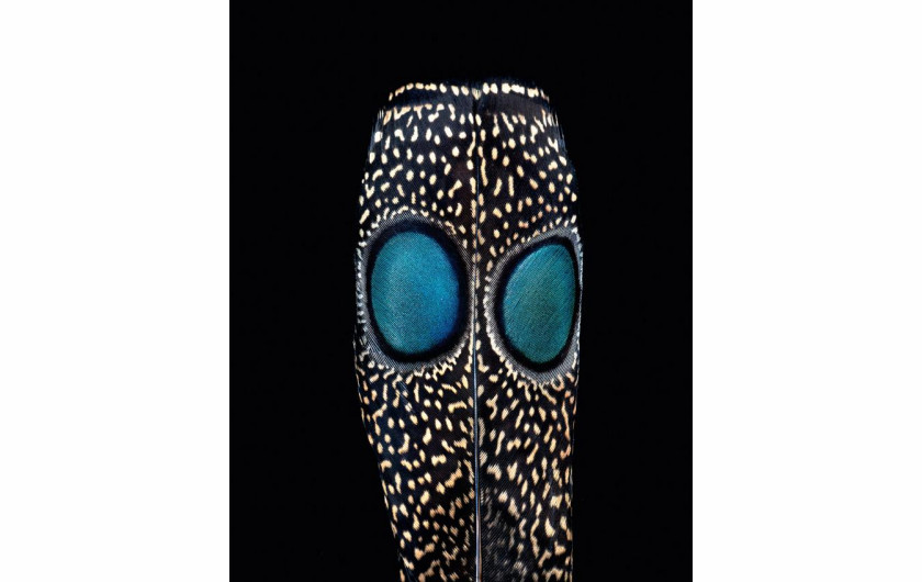 fot. Robert Clark, z książki Feathers: Displays of Brilliant Plumage