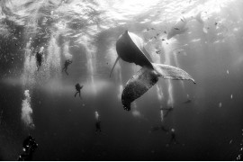 2. miejsce w kategorii "Nature", fot. Anuar Patjane Floriuk, "Whale Whisperers"