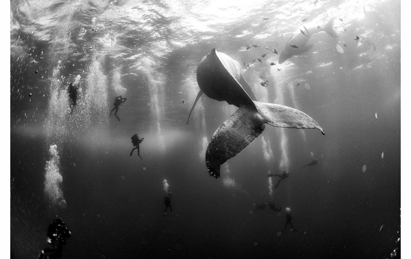 2. miejsce w kategorii Nature, fot. Anuar Patjane Floriuk, Whale Whisperers
