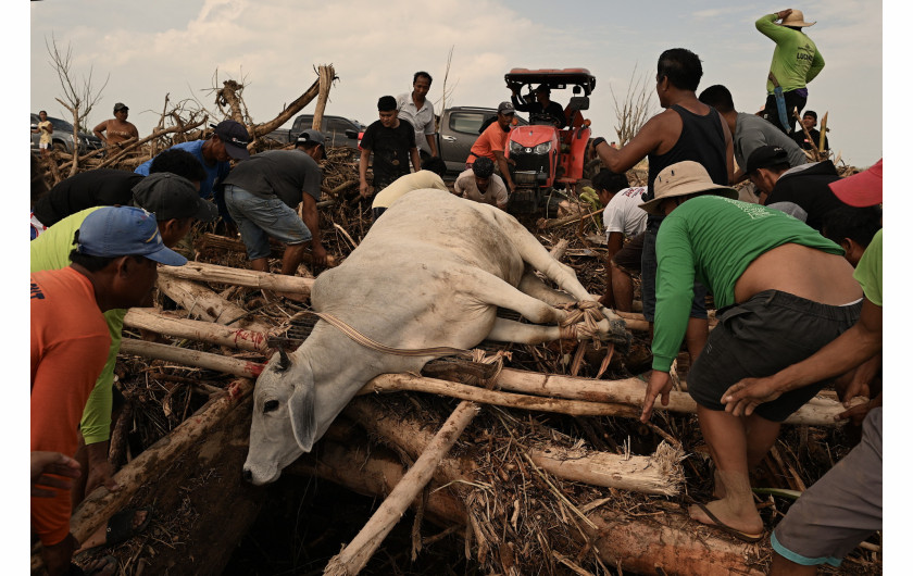 Z cyklu: Four Storms, Ten Days
fot. Noel Celis / Associated Press / World Press Photo 2025




W ciągu zaledwie kilku dni – pod koniec października i na początku listopada 2024 roku – Filipiny nawiedziły cztery kolejne cyklony, z których trzy przekształciły się w tajfuny. Po Tropikalnym Sztormie Trami przyszły tajfuny Yinxing, Toraji i Usagi, pozostawiając za sobą pas zniszczeń, głównie w regionie północnego Luzon. Z danych zawartych w raporcie Philippine Climate Change Assessment Cycle wynika, że od 2012 roku liczba tajfunów uderzających w Filipiny wzrosła aż o 210%. Inne badania również potwierdzają, że kryzys klimatyczny nasila ekstremalne zjawiska pogodowe, takie jak ulewy i powodzie, na całym świecie.