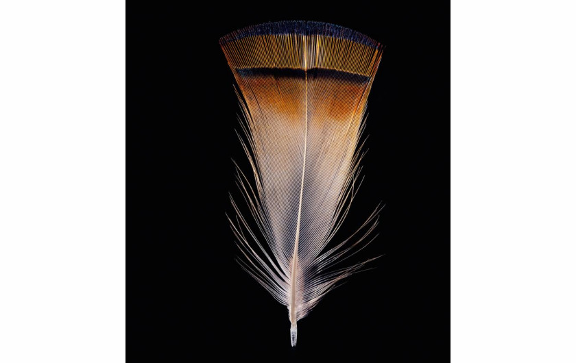 fot. Robert Clark, z książki Feathers: Displays of Brilliant Plumage