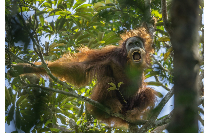 1. miejsce w kategorii Nature - cykle, fot. Tim Laman, z cyklu Tough Times for Orangutans