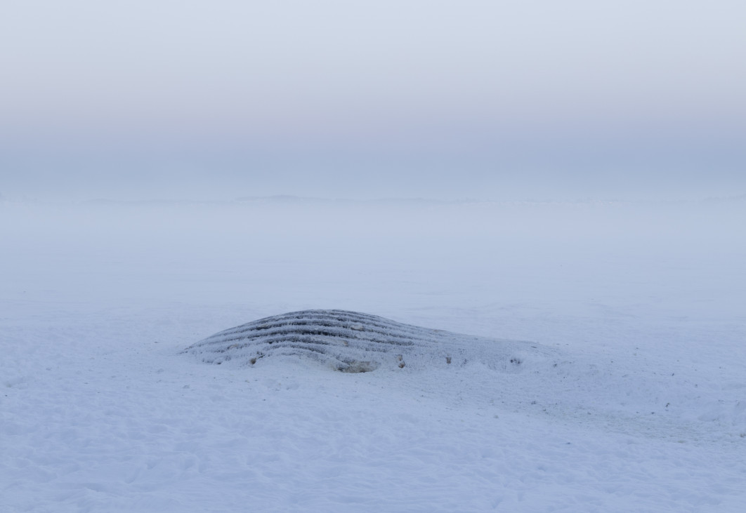 Fot. Oda Fjellang, "Whale belly in
ice", Ten wieloryb padł w fiordzie w Oslo, gdzie jego ciało zostało uwięzione przez lód. Pozostał w tej pozycji przez wiele miesięcy. W czasach przedindustrialnych obecność wielorybów w fiordzie była czymś normalnym i stanowiła dla ludzi ważne źródło pożywienia, ale dziś wejście dużych zwierząt do fiordu bywa niemal wyrokiem śmierci - sam fiord powoli obumiera, jest w nim coraz mniej pożywienia dla zwierząt, a jednocześnie coraz więcej zanieczyszczeń, hałasu i statków / Female in Focus x Nikon 2025