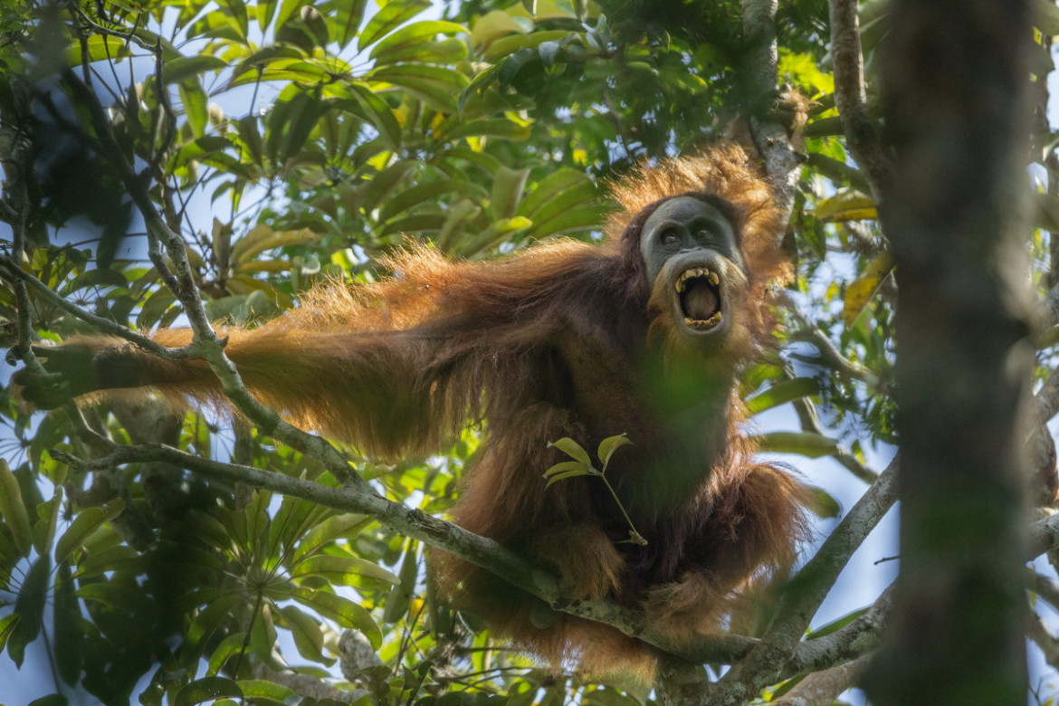 1. miejsce w kategorii "Nature - cykle", fot. Tim Laman, z cyklu "Tough Times for Orangutans"