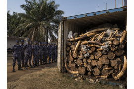 2. miejsce w kategorii "Nature - cykle" fot. Brent Stirton, z cyklu "Ivory Wars"