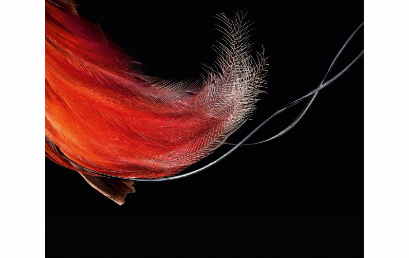 fot. Robert Clark, z książki Feathers: Displays of Brilliant Plumage