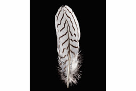 fot. Robert Clark, z książki "Feathers: Displays of Brilliant Plumage"