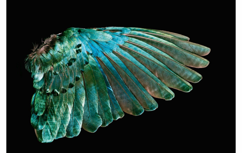 fot. Robert Clark, z książki Feathers: Displays of Brilliant Plumage