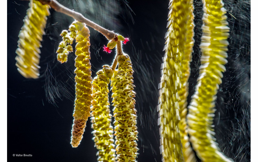 fot. Valter Binotto, 1. miejsce w kategorii Plants