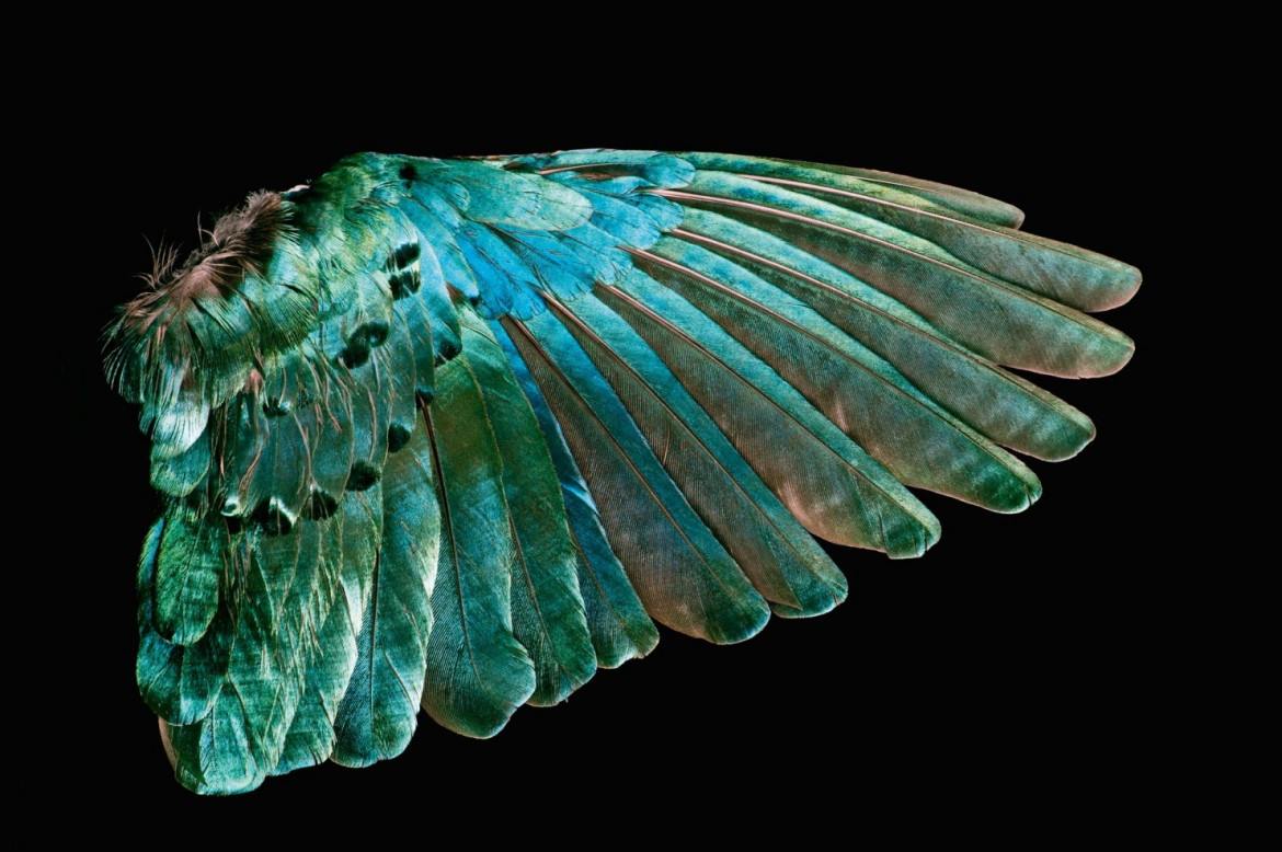 fot. Robert Clark, z książki "Feathers: Displays of Brilliant Plumage"