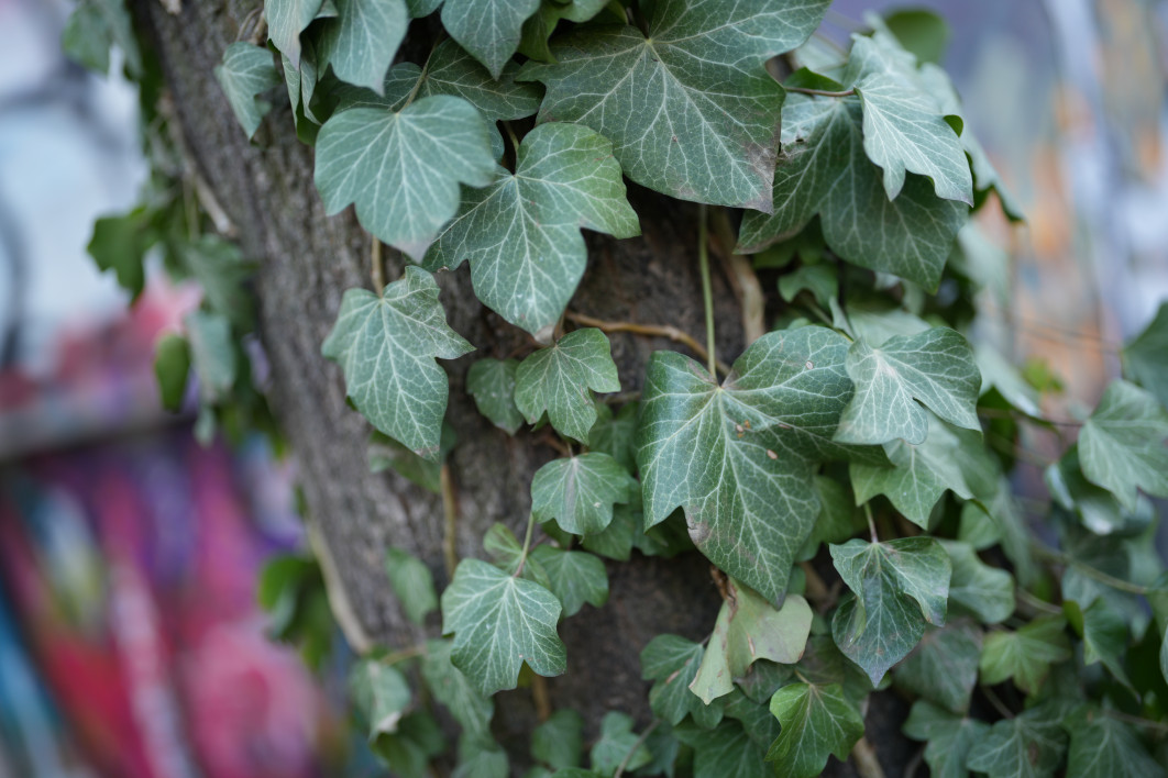 1/200 s, f/1.2, ISO 100, 35.0 mm