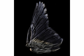 fot. Robert Clark, z książki "Feathers: Displays of Brilliant Plumage"