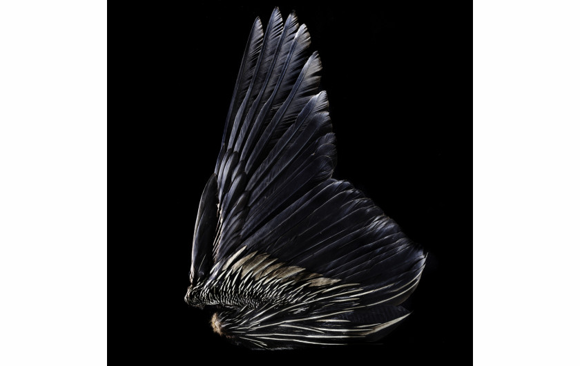 fot. Robert Clark, z książki Feathers: Displays of Brilliant Plumage