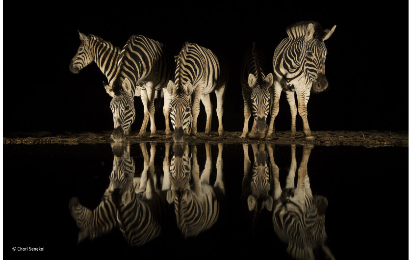 © Charl Senekal - Wildlife Photographer of the Year