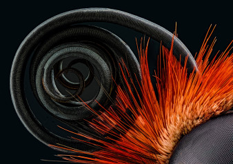 Piękno świata w mikroskali - najlepsze zdjęcia z konkursu Nikon’s Small World 2016