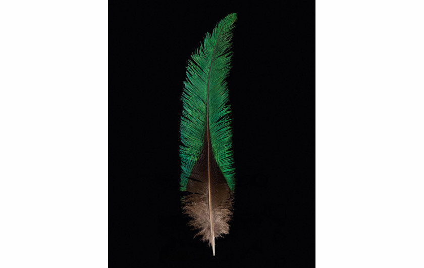 fot. Robert Clark, z książki Feathers: Displays of Brilliant Plumage