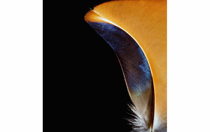 fot. Robert Clark, z książki Feathers: Displays of Brilliant Plumage