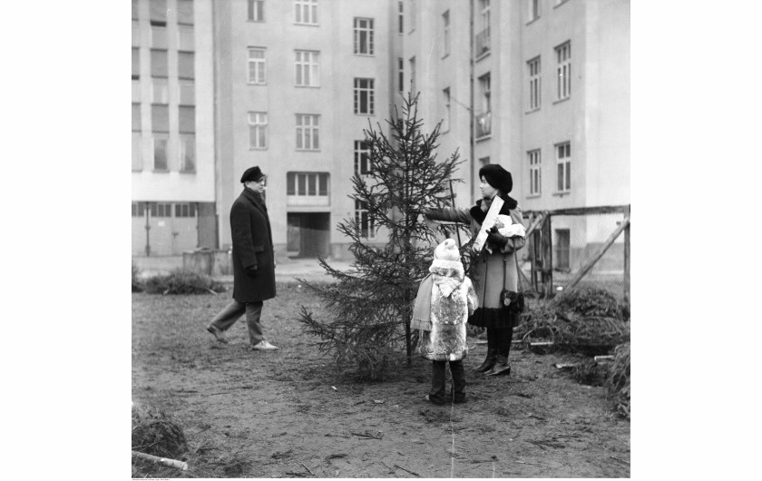 Punkt sprzedaży choinek na tyłach kamienicy przy ul. Śliskiej 52, Warszwa, 1972 / Narodowe Archiwum Cyfrowe