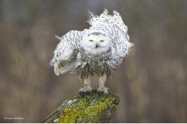 © Connor Stefanison - Wildlife Photographer of the Year