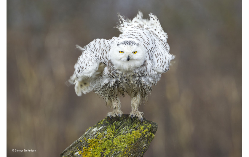 © Connor Stefanison - Wildlife Photographer of the Year