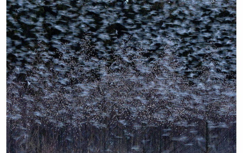 fot, Andreas Geh, Brambling Togetherness, 1. miejsce w kategorii Birds