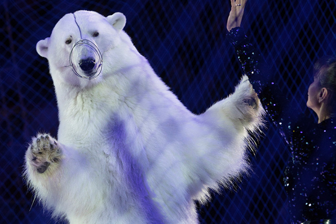 Wildlife Photographer of the Year 2020 - poznaliśmy wyniki najważniejszego konkursu przyrodniczego na świecie