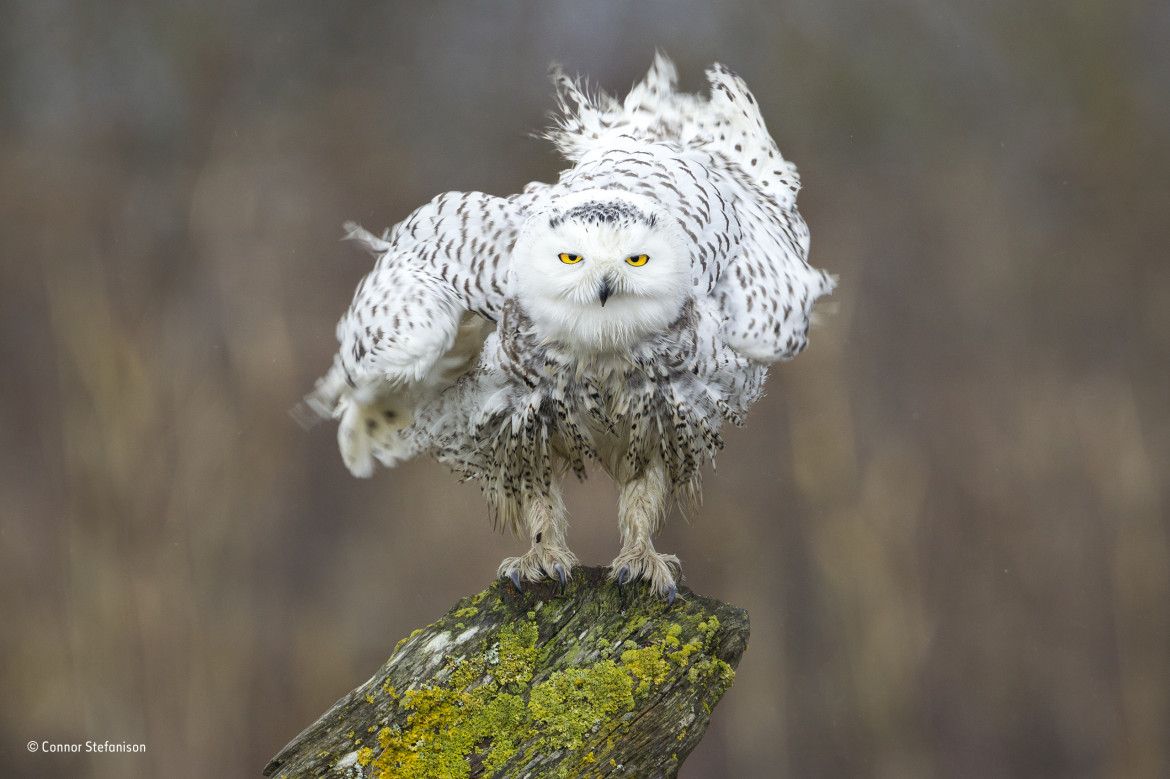 © Connor Stefanison - Wildlife Photographer of the Year