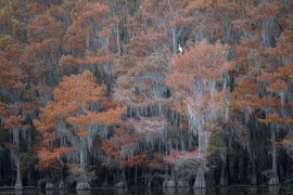 fot. Richard Beldegreen, "Lone egret among fall colors of the cypress swamp", wyróżnienie w kategorii Birds