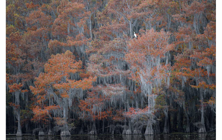 fot. Richard Beldegreen, Lone egret among fall colors of the cypress swamp, wyróżnienie w kategorii Birds