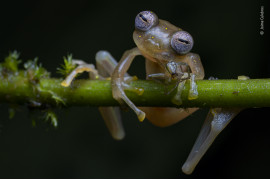 fot. Jaime Culebras, "Life in the Balance", 1. nagroda w kategorii Behaviour: Amphibians and Reptiles / Wildlife Photographer pf the Year 2020 