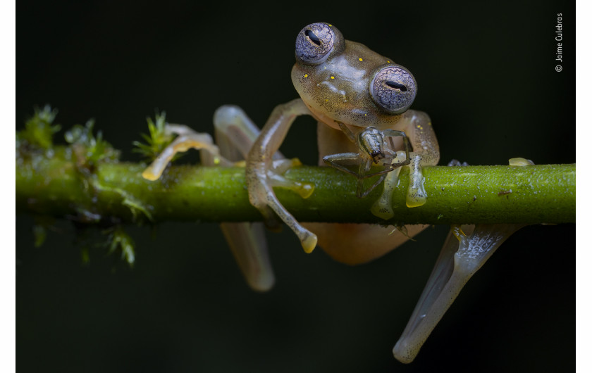 fot. Jaime Culebras, Life in the Balance, 1. nagroda w kategorii Behaviour: Amphibians and Reptiles / Wildlife Photographer pf the Year 2020 