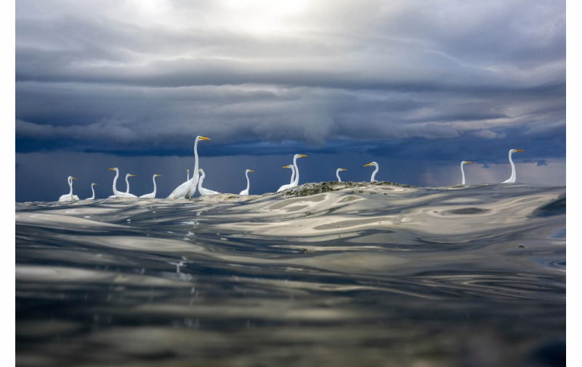 fot. Oscar Diez, Storm brewing, wyróżnienie w kategorii Birds
