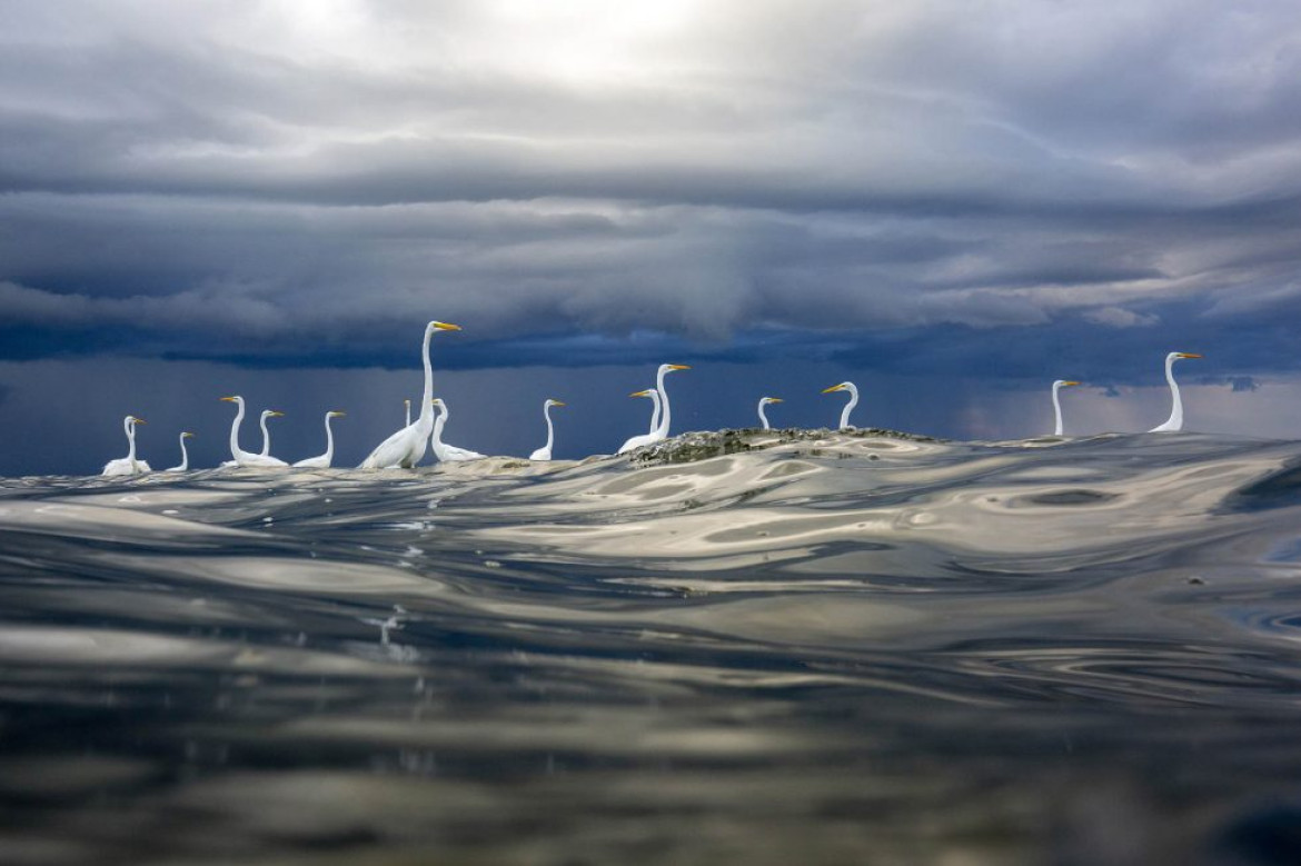 fot. Oscar Diez, "Storm brewing", wyróżnienie w kategorii Birds
