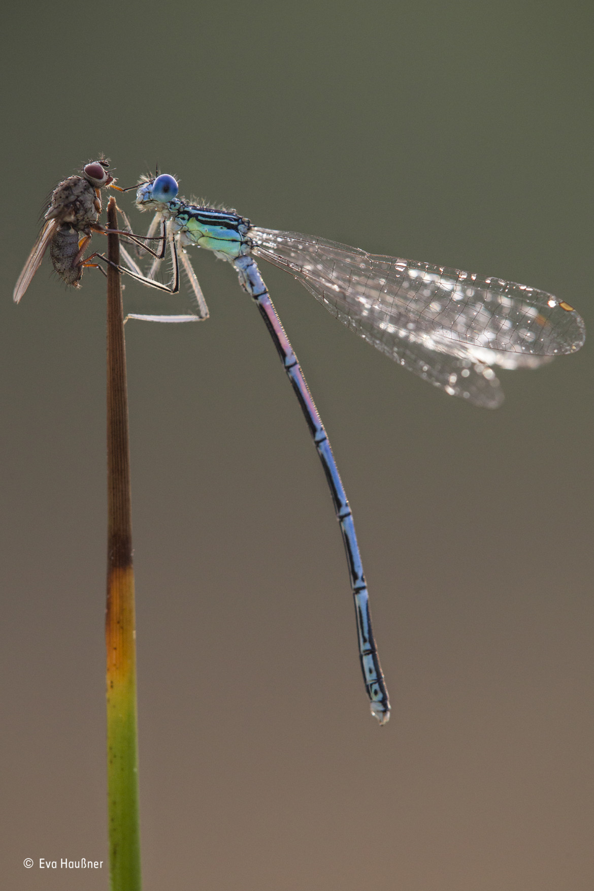 © Eva Haußner - Wildlife Photographer of the Year