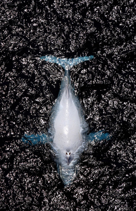 (c)Marc McCormack, Australia, Biały humbak