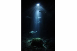 (c)Thomas P. Peschak, Niemcy/RPA, "Nocne rekiny"