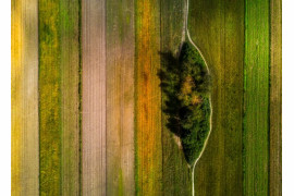 Bartek Wierzbicki, "Coloured Field", wyróżnienie w kategorii "Nature"