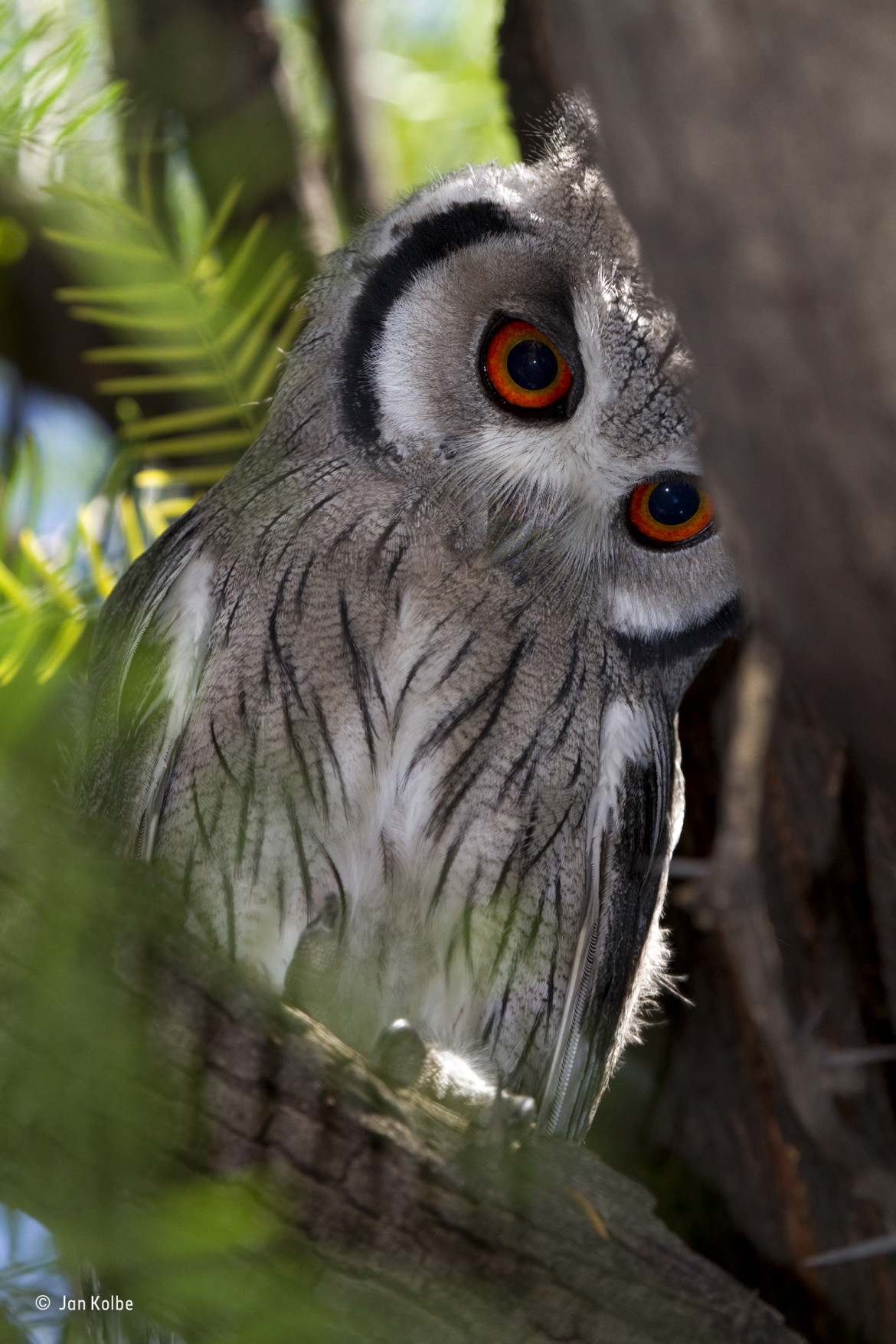 © Jan-Kolbe - Wildlife Photographer of the Year