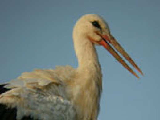Digiscoping, czyli o fotografowaniu przez lunetę. Część 2 - ptaki