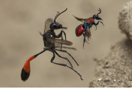 fot. Frank Dechandol, "A tale of two wasps", 1. nagroda w kategorii Behaviour: Invertebrates / Wildlife Photographer pf the Year 2020 