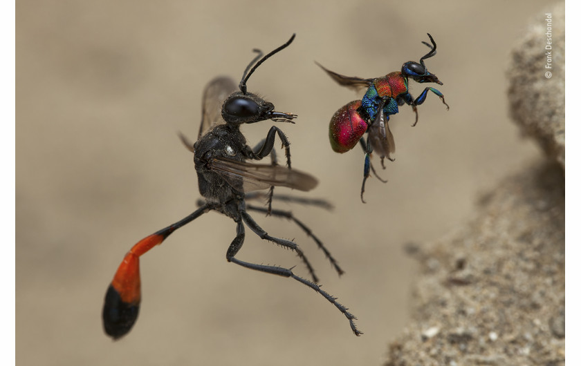 fot. Frank Dechandol, A tale of two wasps, 1. nagroda w kategorii Behaviour: Invertebrates / Wildlife Photographer pf the Year 2020 